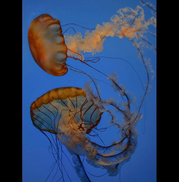 Jellyfish 2